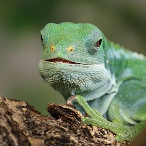 Fiji banded iguana, September 2015