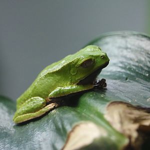 Tan-ridged monkey frog, September 2015