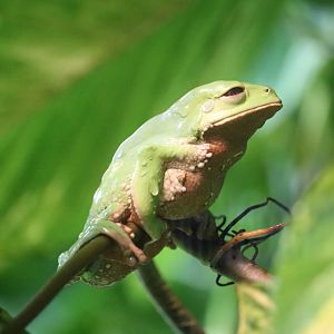 Trinidad monkey frog, September 2015