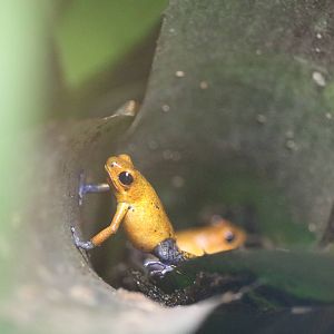 Strawberry poison dart frogs in bromeliad, September 2015