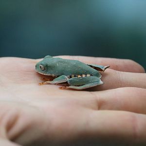 Splendid leaf frog, September 2015
