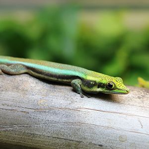 Yellow-headed day gecko, September 2015