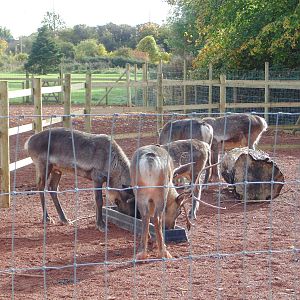 Reindeer