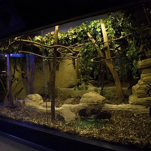 Mouse deer and Slender loris exhibit