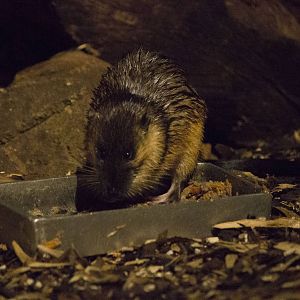 Australian water rat