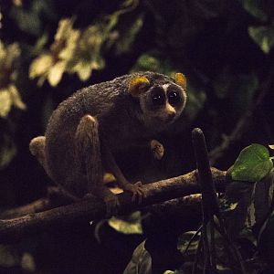 Northern dry zone slender loris