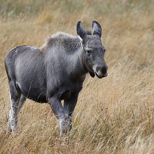 European Elk Calf