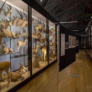 Artiodactyla : NHM at Tring : 23 Oct 2015