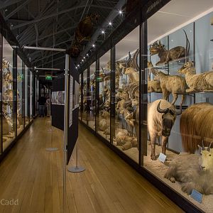Artiodactyla : NHM at Tring : 23 Oct 2015