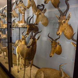 Artiodactyla : NHM at Tring : 23 Oct 2015