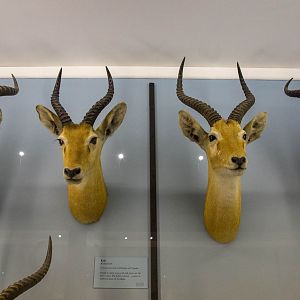 Artiodactyla : NHM at Tring : 23 Oct 2015