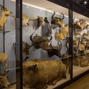 Artiodactyla : NHM at Tring : 23 Oct 2015