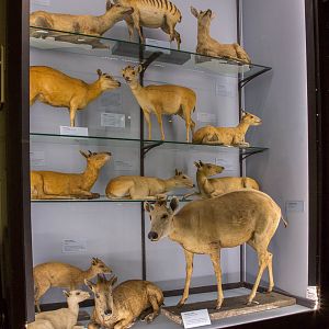 Artiodactyla : NHM at Tring : 23 Oct 2015