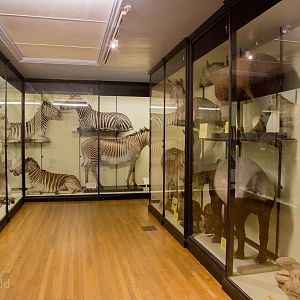 Perissodactyla : NHM at Tring : 23 Oct 2015