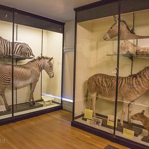 Perissodactyla : NHM at Tring : 23 Oct 2015