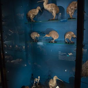 Kiwi : NHM at Tring : 23 Oct 2015