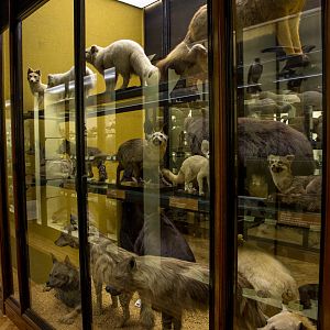 Carnivora : NHM at Tring : 23 Oct 2015