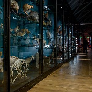 Marsupialia : NHM at Tring : 23 Oct 2015