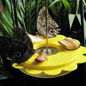 Owl Butterflies in the Butterfly Glade