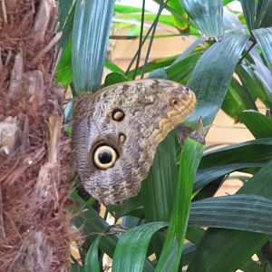 Owl Butterfly in Butterfly Glade
