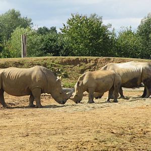 White Rhinoceros male, female & young