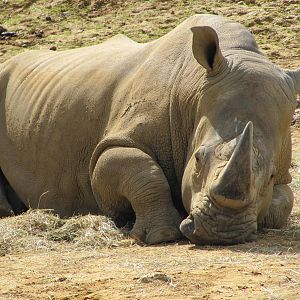 White Rhinoceros resting