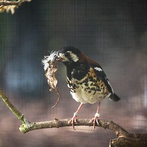 Chestnut-backed thrush : Waddesdon : 03 Oct 2015