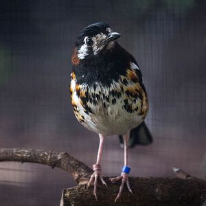 Chestnut-backed thrush : Waddesdon : 03 Oct 2015