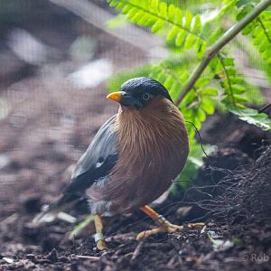 Brahminy starling : Waddesdon : 03 Oct 2015