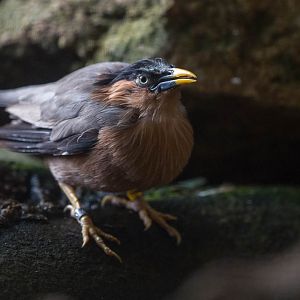 Brahminy starling : Waddesdon : 03 Oct 2015