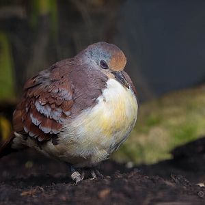 Cinnamon ground dove : Waddesdon : 09 Oct 2015