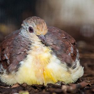Cinnamon ground dove : Waddesdon : 11 Oct 2015
