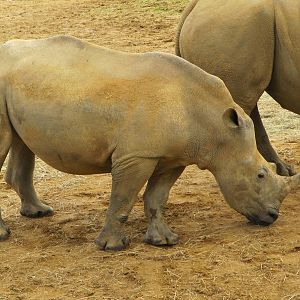 Young White Rhinoceros