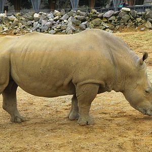 White Rhinoceros
