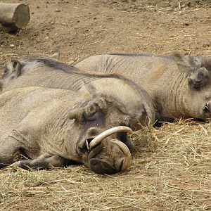 Wart Hogs resting