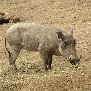 Wart Hog