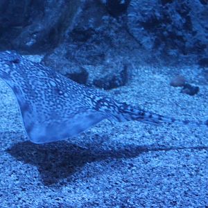 Thornback ray