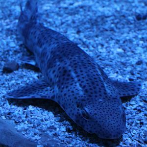 Lesser spotted dogfish