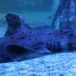Horn shark