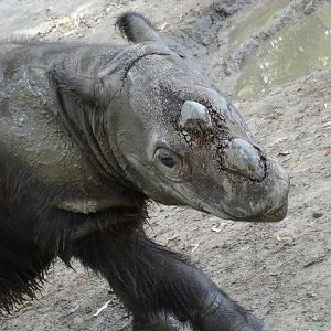 Oct. 2015 - Wildlife Canyon - My Last Possible Photo of Harry