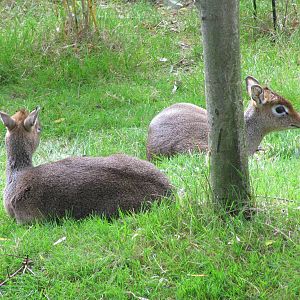 Dik-Dik