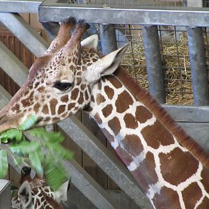 Head of Reticulated Giraffe