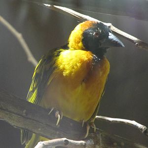 Male Village Weaver Bird