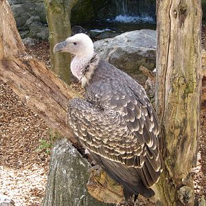 Griffon Vulture