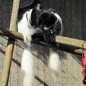 Two Colobus Monkeys on perch