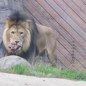 Lion feasting on meat