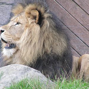 Lion at feed time