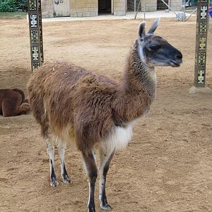 Llama