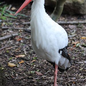 European white stork