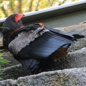 Bateleur